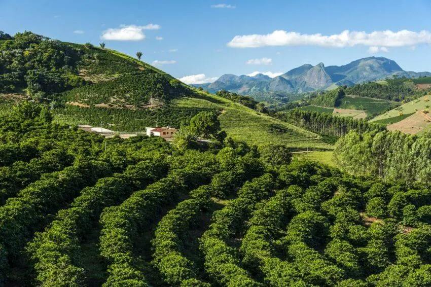 Como Começar Plantação de Café